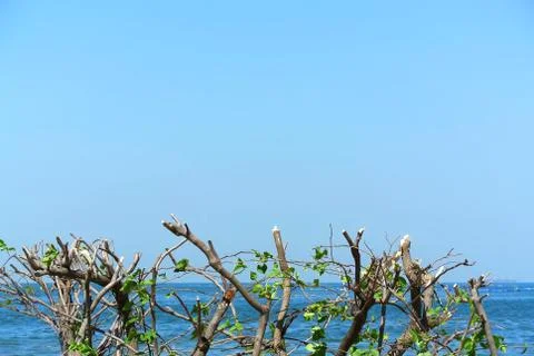 Close-up Top of Cut Tree Trunks with Deep Blue Sea on Background Foto stock