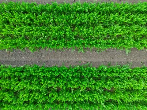 Close up top down aerial image of an arable crop of carrots in rural England Stock Photos