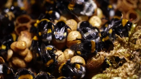 Close Top-Down Bumblebee Nest – 4K Cinematic Slider(Bombus terrestris) Stockbeeldmateriaal 320671680