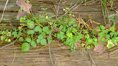 Close top down of clover and seedlings carpeting seam of weathered wooden plank  Stock Footage 345488169