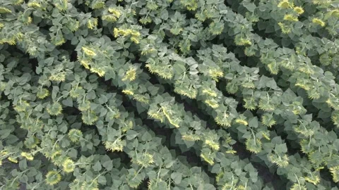 Close top down drone view of a sunflower field, aerial view footage Video stock 306940322