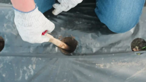 Close up top down gardener burrowing soil with fork handle through mulch holes Stock Footage 318049373