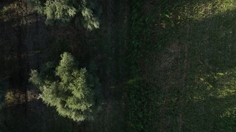 Close up top down of olive trees - aerial/drone shot - Provence, France Stock Footage 268260802
