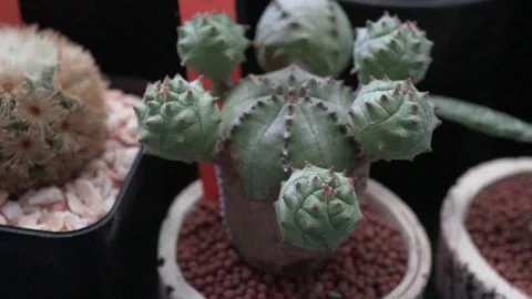 Close up top down view of beautiful catus Stock Footage 99221976