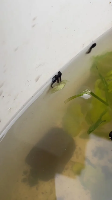Close top down view of black tadpoles clustered along container rim 库存影片 336547590