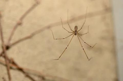 Close-up top-down view of a cellar spider hanging on a web against a textur.. Stock Photos