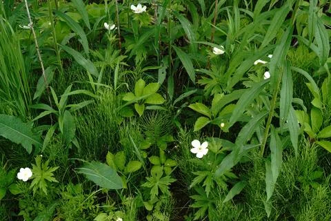 A close-up top-down view of lush green forest floor foliage Stockfoto's