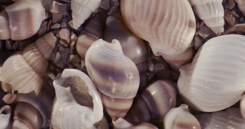Close top-down view of pale cream and purple seashells on pebbled beach Stock Footage 336442885