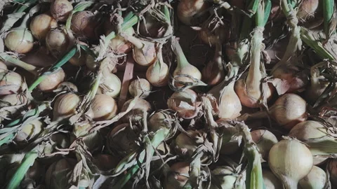 Close up top down view of a pile of raw, unpeeled onions drying. Freshly 動画素材 342278758
