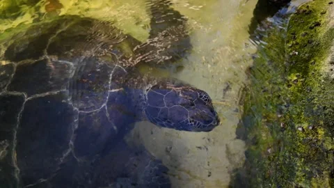 Close Up Top Down View of Sea Turtle Surfacing in Mangrove Lagoon Stock Footage 348629020
