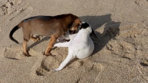 Close Top-Down View of Two Puppies Playing Stock Footage 340507085