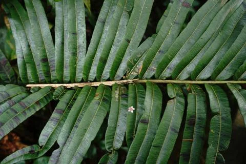 Close-up top-down view of a vibrant green fern frond Photos