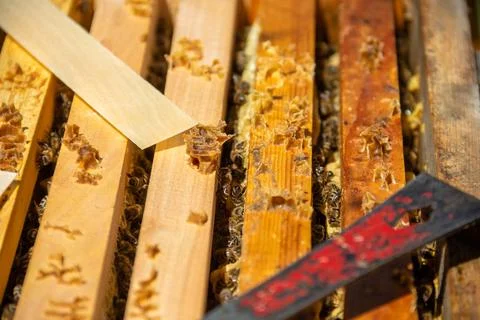 A close-up, top-down view of wooden frames inside a hive, densely packed Stock Photos