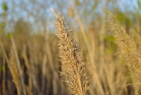 Close-up of the top of a dry reed in the rays of the evening sun Stock-Fotos