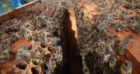 Close-up of the top of the hive without a lid, with wandering bees Stock Footage 293291317