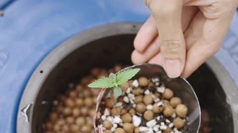 Close up top leaf, a farmer hand caring a little seedling in hydroponic system Stock Footage 155379493