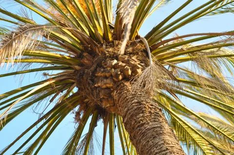 Close up of the top of a palm tree Stock Photos