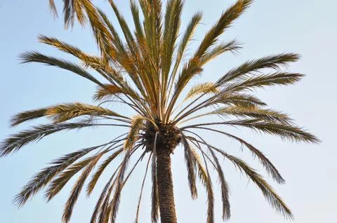 Close up of the top of a palm tree Stock Photos