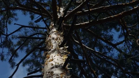 Close-up on a top of the pine with dynamic light Video stock 77101625