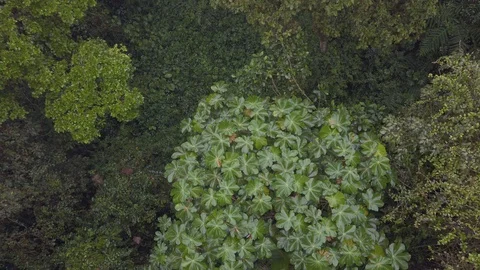 Close top shot of trees in jungle forest on cloudy rainy days in Mindo,. Ecuador Video stock 128159023