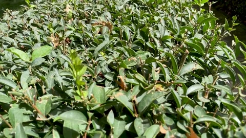 Close-up of the top of trimmed bushes. Stock Footage 259808643