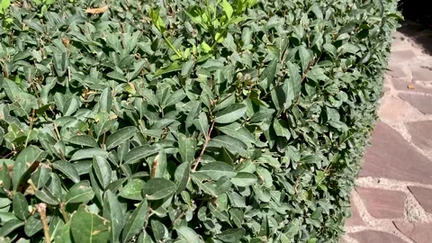 Close-up of the top of trimmed bushes. Stock Footage 262862819