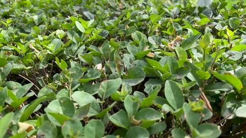 Close-up of the top of trimmed bushes. Stock Footage 272968034