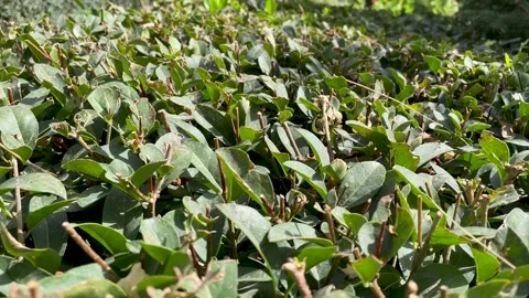 Close-up of the top of trimmed bushes. Stock Footage 298522301