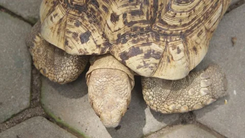 Close Up Top View of an African Spurred Tortoise Looking Sideways Stock Footage 320427697