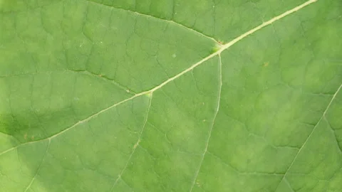 Close up top view of background texture green leaf structure macro Stock Footage 284081674