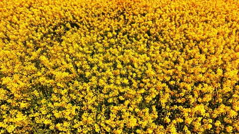 Close up top view of blooming yellow rapeseed flowers Video stock 334854146