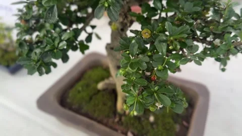Close up top view of bonsai tree with detailed leaves Stock Footage 316813018