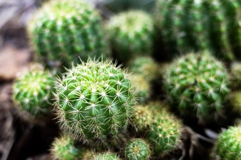 Close Up Top View Of Cactus Stock Photos