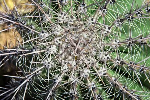 Close up top view of cactus with sharp thorns Stock Photos