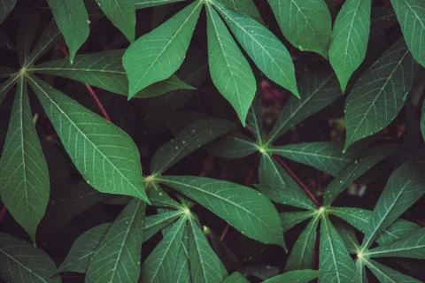 Close-up top view of Cassava leaf. Beautiful dark tone nature pattern backgro Stock Photos