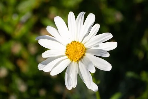 Close up of a top view centered white daisy flower with background blurred Stock Photos