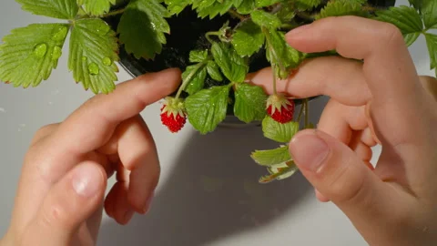 Close-up top view: child's hands exploring homegrown strawberries in pot Stock Footage 305600511