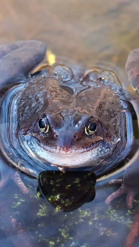 A Close-Up Top View of a Common Brown Frog in Water, with Its Head Above the Sur Stock Footage 318497671
