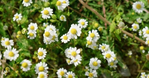 Close up top view of daisy blooming flowers at spring season. Stock Footage 154001038