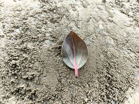 Close Up Top View Of Fallen Green Leaf With Pink Veins On Sandy Ground Stock Photos