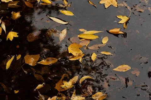 Close-up top view of fallen yellow and brown autumn leaves floating in pudd.. Stock Photos