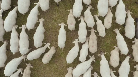 Close-up top view of a flock of sheep grazing in a meadow Video stock 112933159