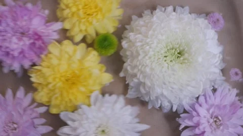 Close-up top view  flowers swaying in a container of water. chrysanthemum petals Stock Footage 260417835