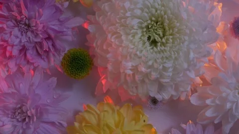 Close-up top view  flowers swaying in a container of water. chrysanthemum petals Stock Footage 260417845