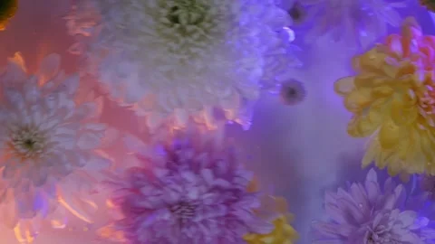 Close-up top view  flowers swaying in a container of water. chrysanthemum petals Stock Footage 260417873