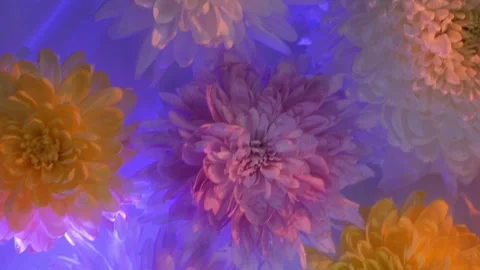 Close-up top view  flowers swaying in a container of water. chrysanthemum petals Stock Footage 260417897