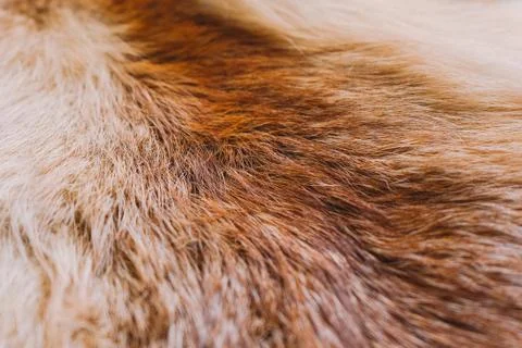 Close-up top view of fluffy texture of colorful real fox animal fur Stock Photos