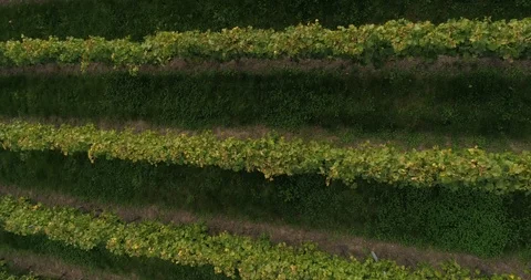 Close-up top view from flying copter over green blooming vineyard in Weinsberg Stock Footage 87529570