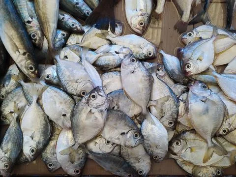 Close up top view of fresh fish on display of stall at traditional market i.. Stock Photos