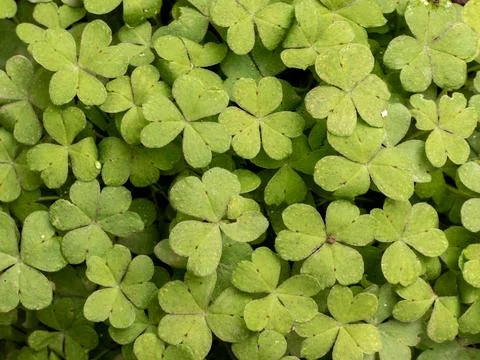 Close up top view of green clover leaves forming a natural pattern texture 写真素材